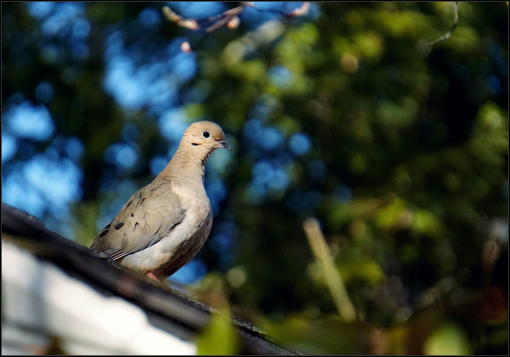Alexis Steagall: Mourning dove